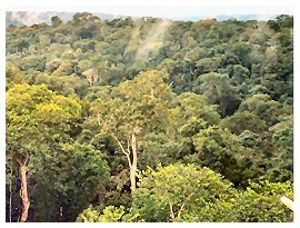 260px-amazon_manaus_forest_1_wb